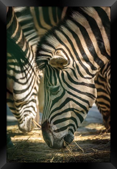 Zebra herd eating Framed Print by Ragnar Lothbrok