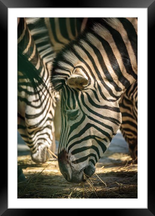 Zebra herd eating Framed Mounted Print by Ragnar Lothbrok