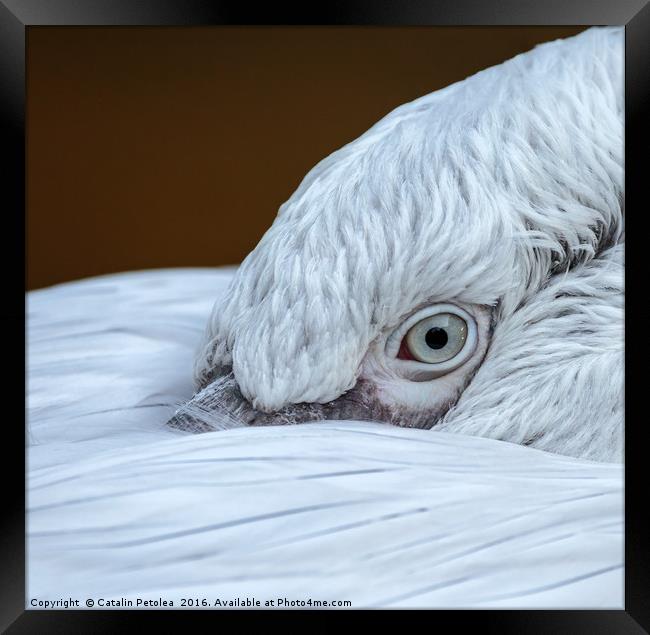 Closeup of the eye of a pelican Framed Print by Ragnar Lothbrok