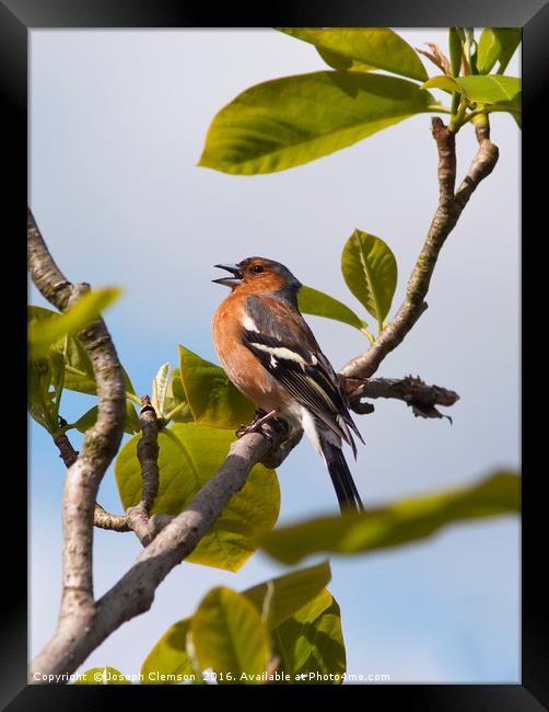 Male chaffinch on tree singing Framed Print by Joseph Clemson