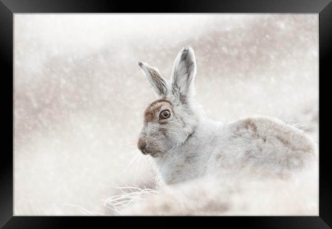 In the snow Framed Print by Mark Lynham