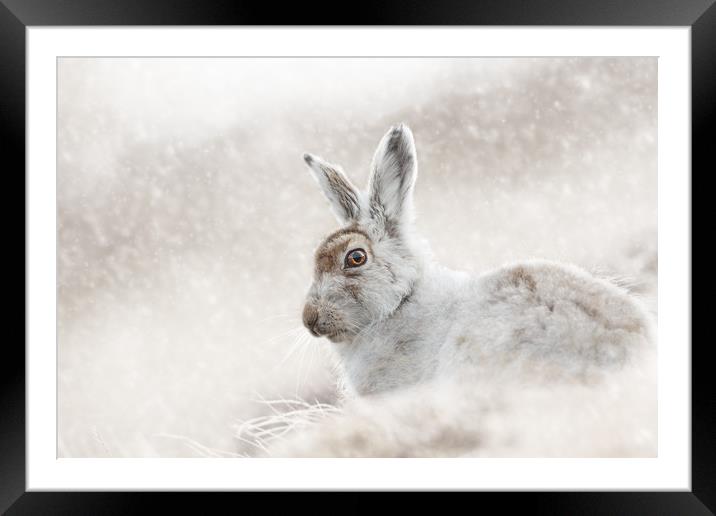 In the snow Framed Mounted Print by Mark Lynham