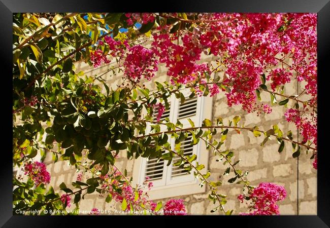 Flowers in front of a window Framed Print by Barbara Vizhanyo