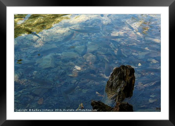 Fish in the lake at Plitvice National Park Framed Mounted Print by Barbara Vizhanyo