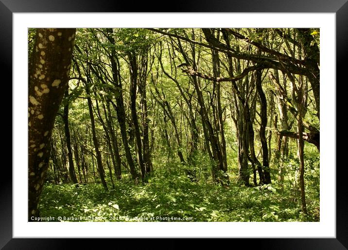 Beautiful forest at Plitvice National Park, Croati Framed Mounted Print by Barbara Vizhanyo