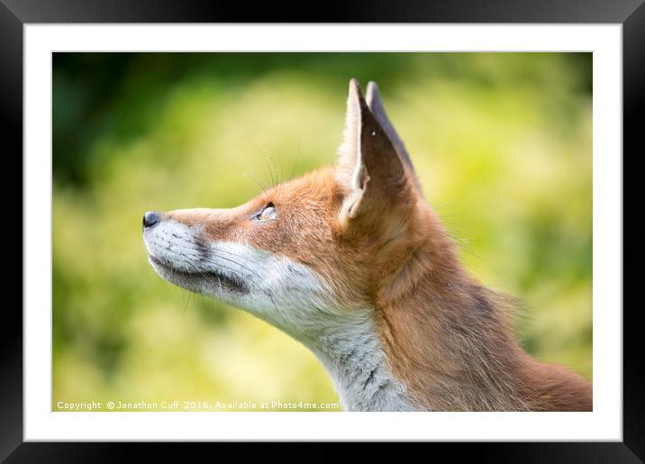 Fox looking upwards Framed Mounted Print by Jonathon Cuff
