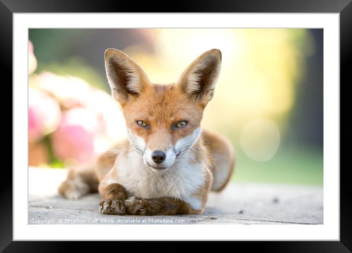 Local fox posing. Framed Mounted Print by Jonathon Cuff