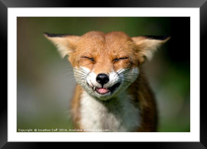 Fox I am Framed Mounted Print by Jonathon Cuff