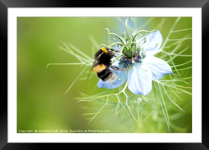 Bee collecting pollen from nigella flower Framed Mounted Print by Jonathon Cuff