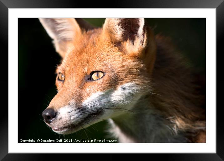 Portrait of a fox Framed Mounted Print by Jonathon Cuff