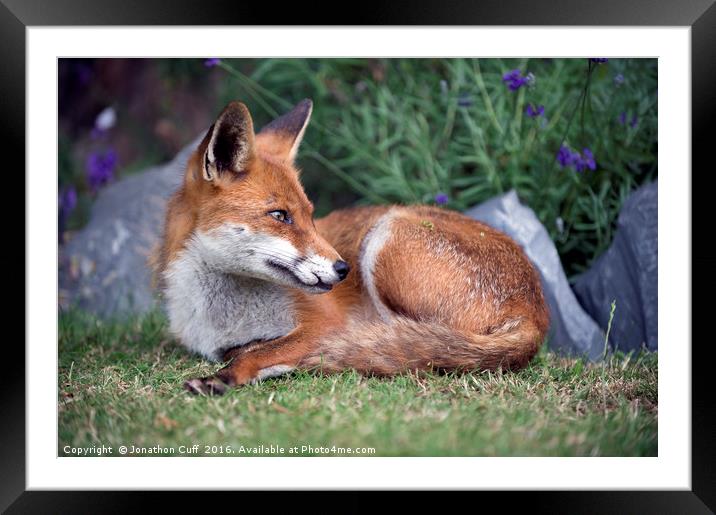 Relaxed fox - ever watchful Framed Mounted Print by Jonathon Cuff