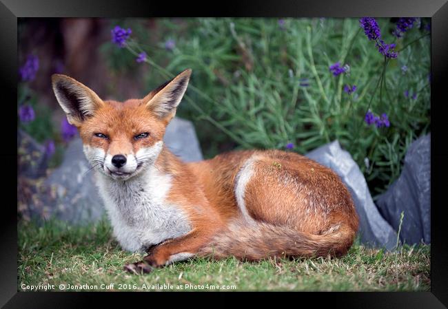 Say cheese - posing for the camera Framed Print by Jonathon Cuff