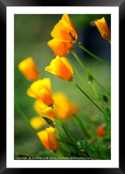 California poppies in the early evening sun Framed Mounted Print by Jonathon Cuff