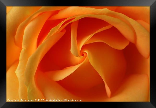 Orange rose detail Framed Print by Jonathon Cuff