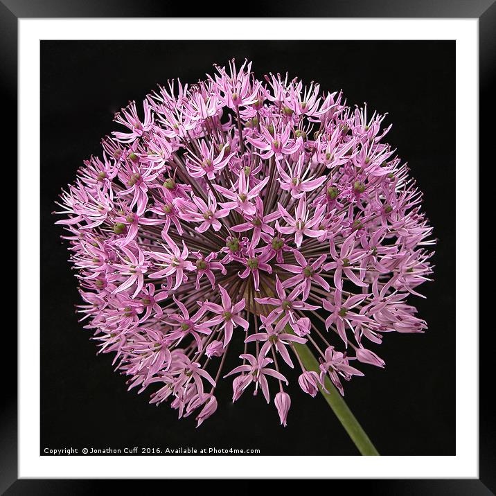 Allium flower against a black background Framed Mounted Print by Jonathon Cuff