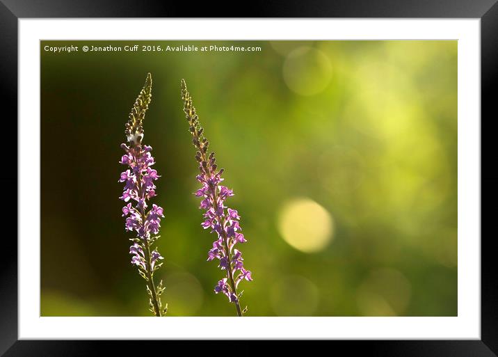 Foxgloves backlit by the late afternoon sun. Framed Mounted Print by Jonathon Cuff