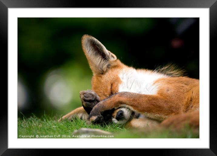 Fox taking a quick forty winks Framed Mounted Print by Jonathon Cuff