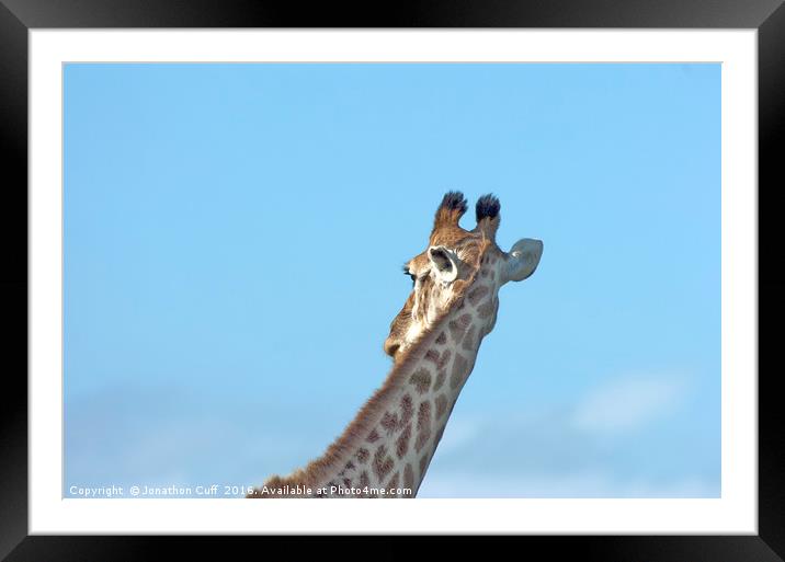 Giraffe neck in profile Framed Mounted Print by Jonathon Cuff