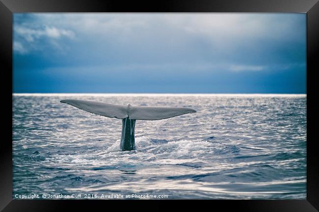 Whale fluking prior to diving Framed Print by Jonathon Cuff