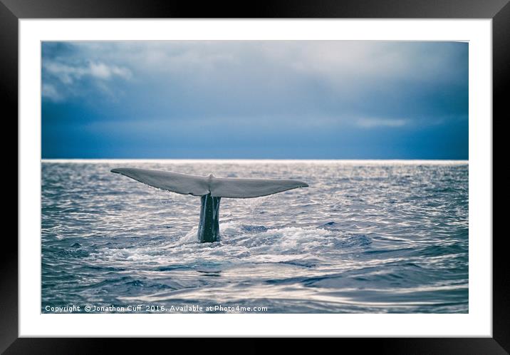 Whale fluking prior to diving Framed Mounted Print by Jonathon Cuff