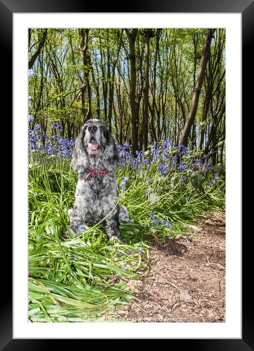 Spaniel in the Bluebells Framed Mounted Print by George Cairns