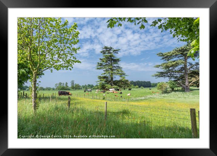 Cows in a field Framed Mounted Print by George Cairns