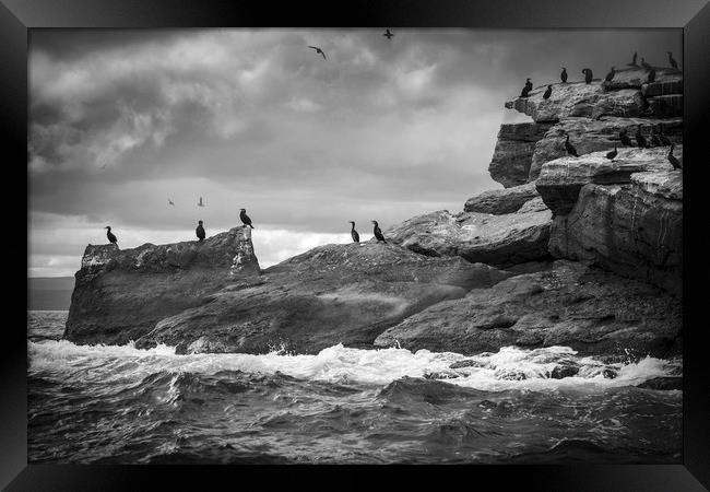 Bird Island Framed Print by George Cairns