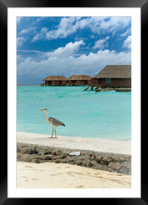 Holiday heron Framed Mounted Print by George Cairns