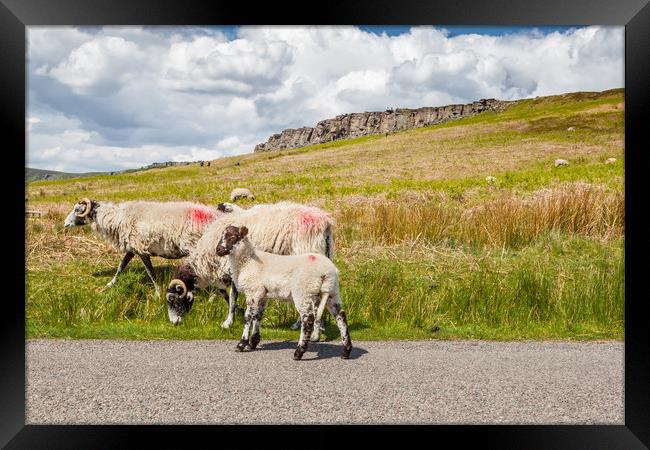 Sheep at Stanage Edge Framed Print by George Cairns
