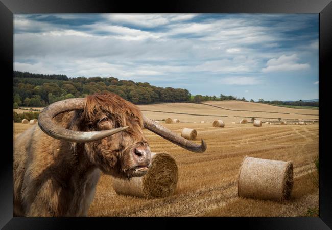 Horned Cow in Scottish Borders.  Framed Print by George Cairns