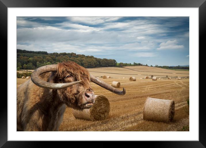 Horned Cow in Scottish Borders.  Framed Mounted Print by George Cairns