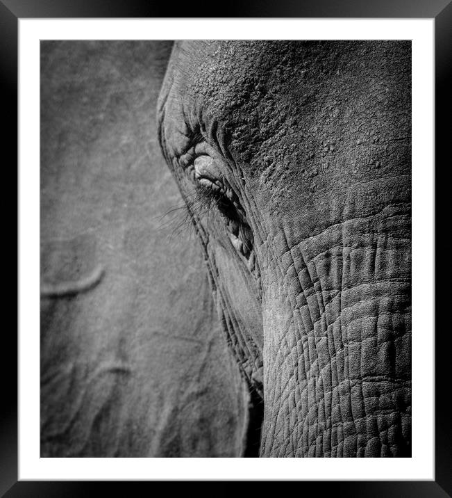 African Elephant Framed Mounted Print by Janette Hill