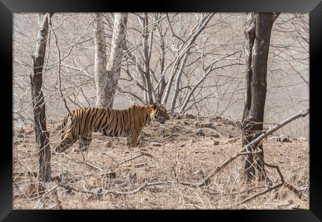 Royal Bengal Tiger Framed Print by Janette Hill