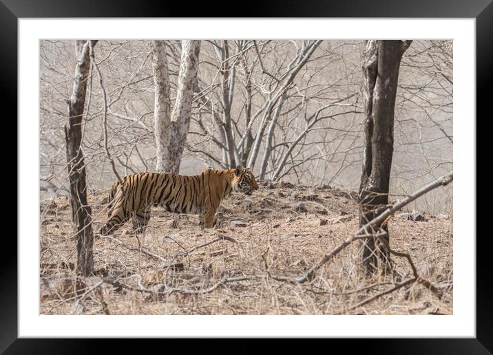 Royal Bengal Tiger Framed Mounted Print by Janette Hill