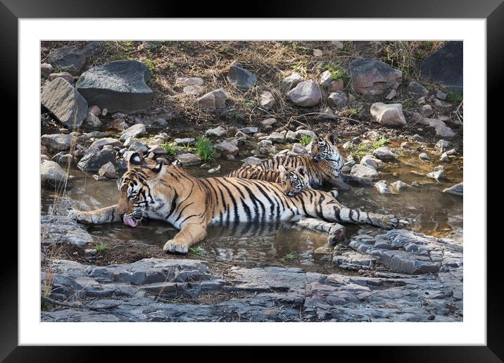 Tiger Family Framed Mounted Print by Janette Hill