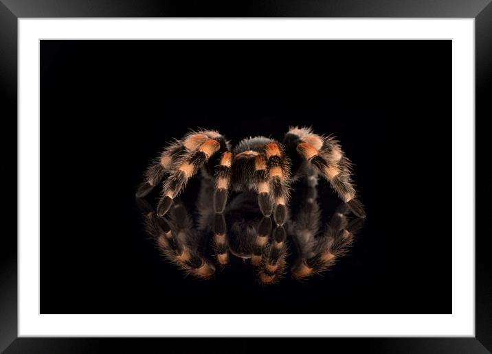 Mexican Red Knee Tarantula Framed Mounted Print by Janette Hill