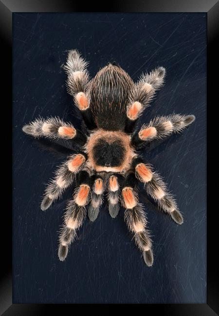 Mexican Red Knee Tarantula  Framed Print by Janette Hill