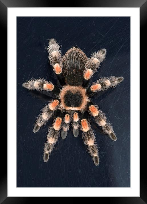 Mexican Red Knee Tarantula  Framed Mounted Print by Janette Hill