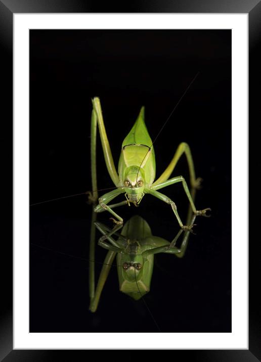 Katydid, Head on! Framed Mounted Print by Janette Hill