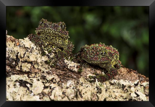 Vietnamese Mossy Frogs Framed Print by Janette Hill
