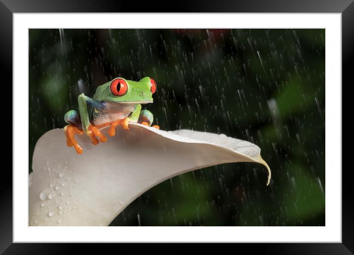 Red Eyed Tree Frog Framed Mounted Print by Janette Hill