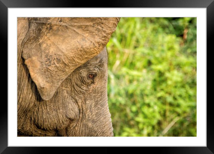 Asian Elephant, Sri Lanka Framed Mounted Print by Janette Hill