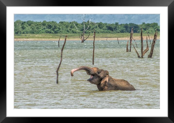 Wallowing Asian elephant, Sri Lanka Framed Mounted Print by Janette Hill
