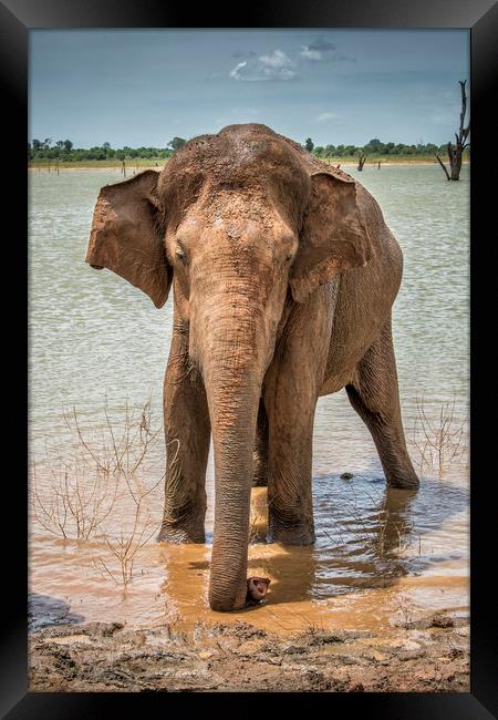Lone Bull, Asian Elephant, Sri Lanka Framed Print by Janette Hill