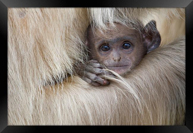 Baby Langur Monkey Framed Print by Janette Hill