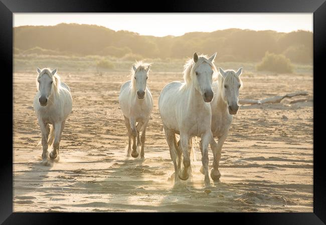 Serenity Framed Print by Janette Hill