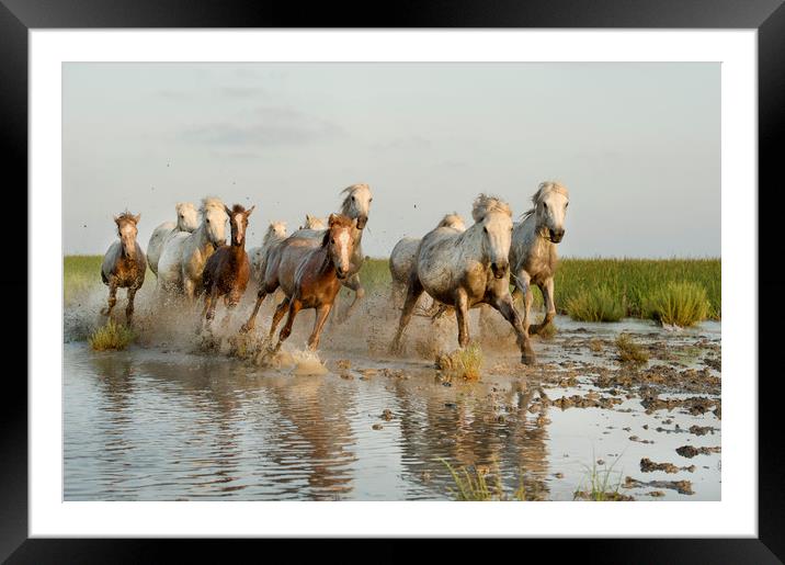 Mares and Foals in the Marshes Framed Mounted Print by Janette Hill
