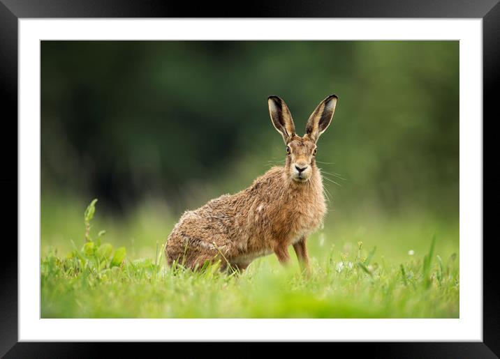 Brown Hare Stare Framed Mounted Print by Janette Hill