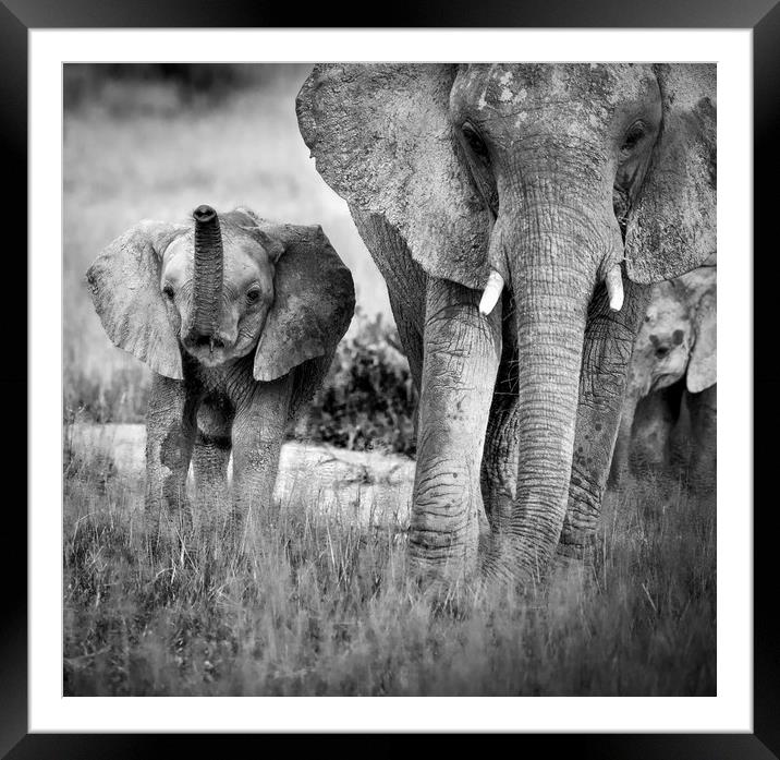 Mother and Calf Framed Mounted Print by Janette Hill