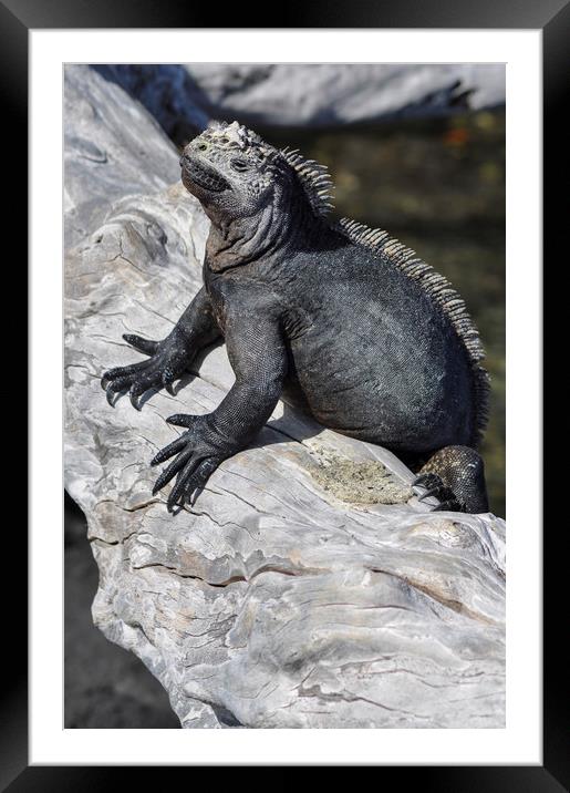 Marine Iguana Framed Mounted Print by Janette Hill